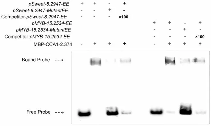 Validation of binding between CCA1 and EE elements in SWEET and MYB gene promoters