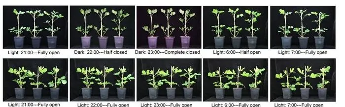 Opening and closing phenotypes of peanut leaves under normal light dark alternation and continuous light conditions