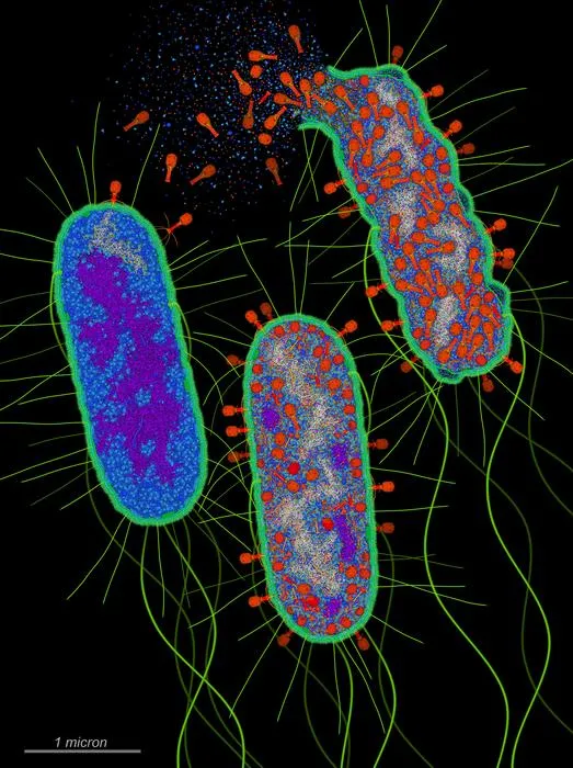 Bacteriophage infection