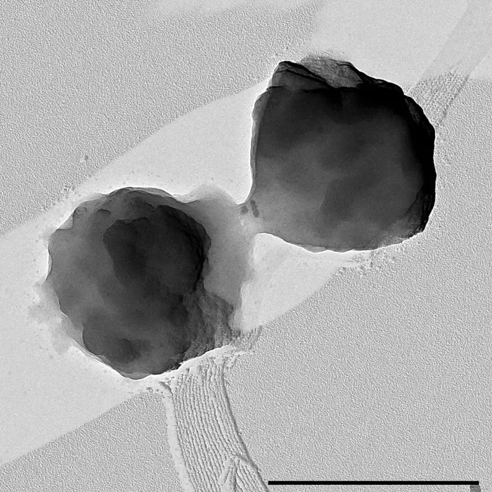 The microorganism Methanothermococcus okinawensis