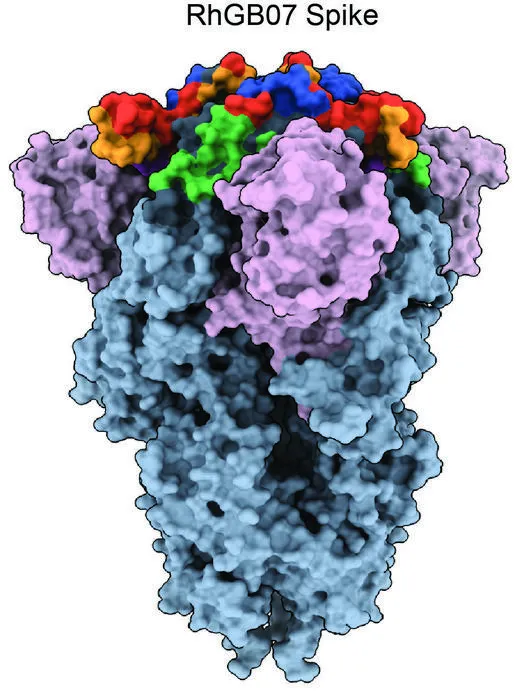 RHGB07 protein spike