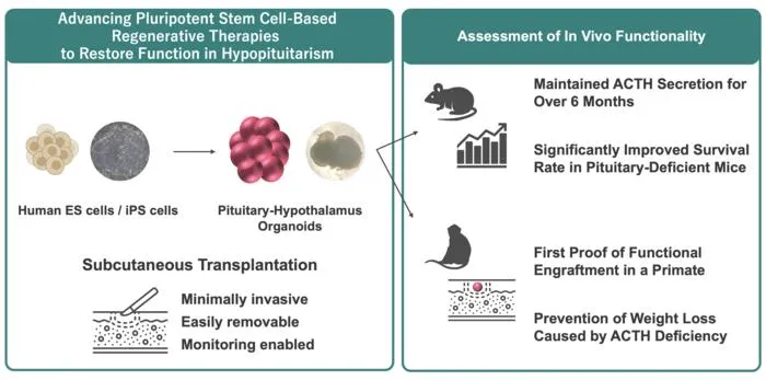 Restoring hormone function after pituitary loss