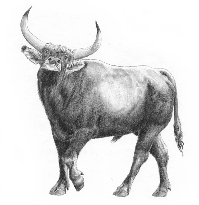 Reconstruction of an aurochs