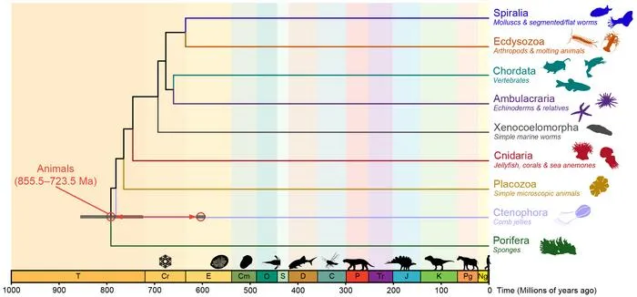 Molecular clock timeline