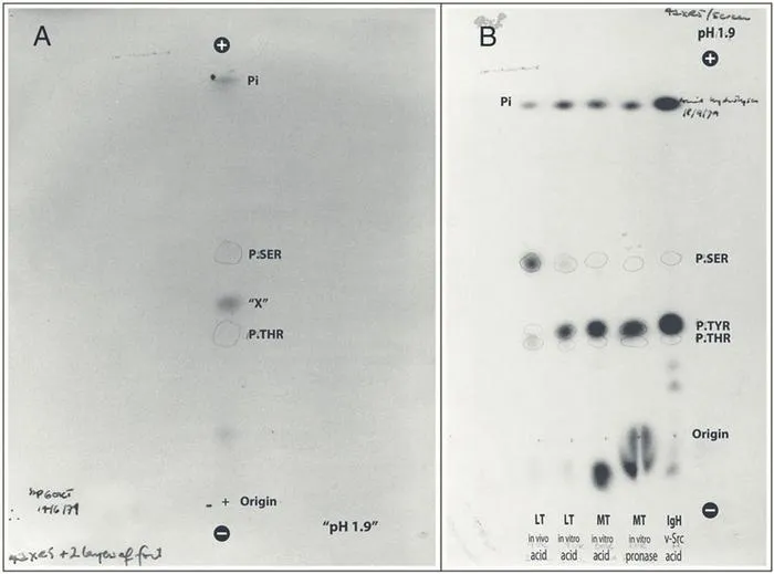 First evidence of phosphorylated tyrosine