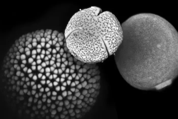Fossil pollen variety