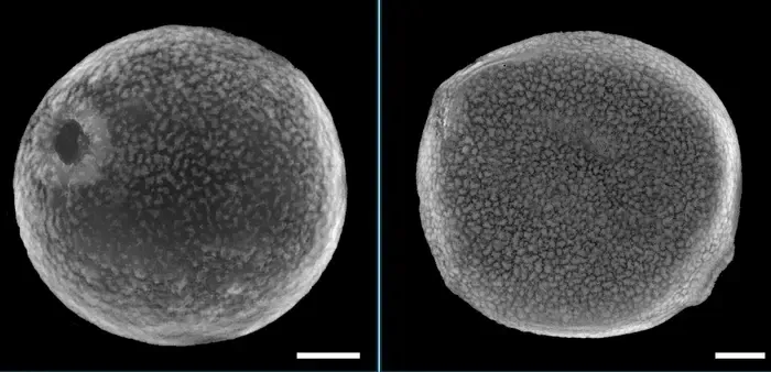 C3 vs C4 grass pollen