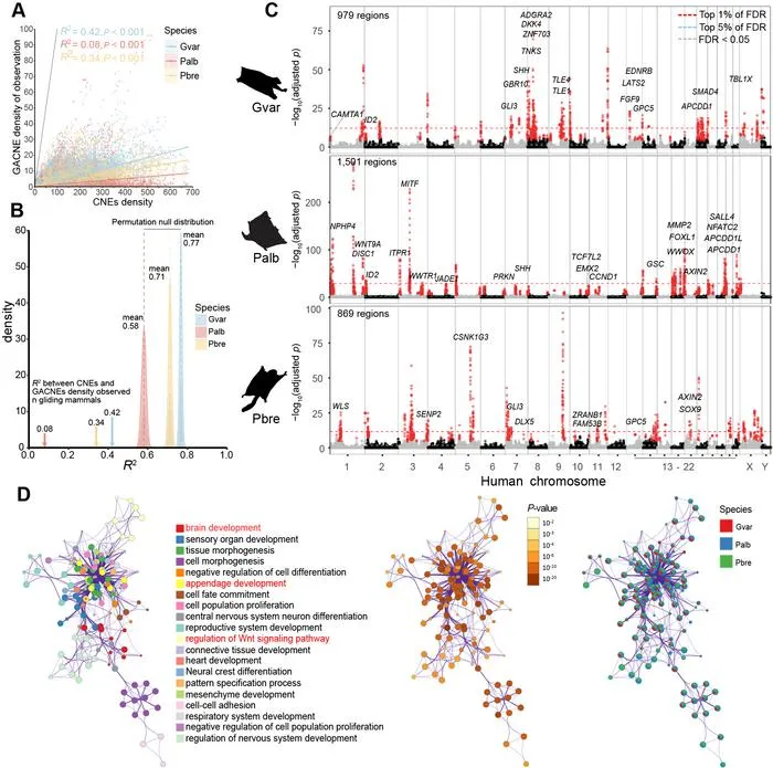 Evolutionary hotspots of GACNEs and their potential functional roles
