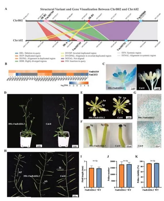 How inverted repeats shape sex determination in a woody tree