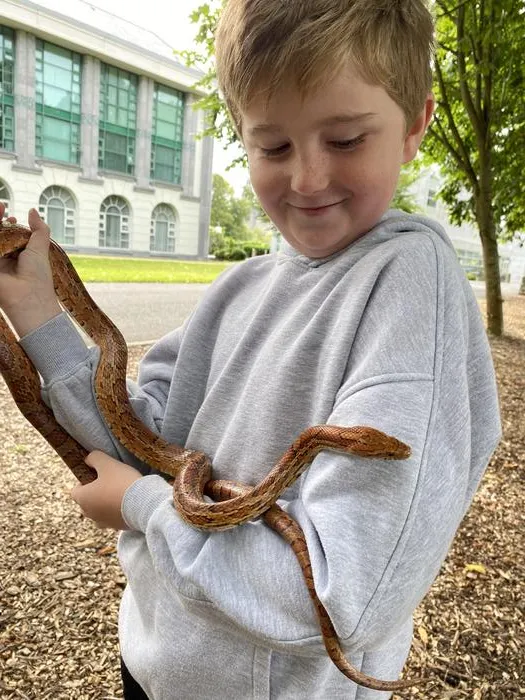 Nine year old Ruadhán Kenny, a third class pupil at Gaelscoil Mhic Amhlaigh, Galway city, gets up close to a corn snake. Credit - University of Galway.