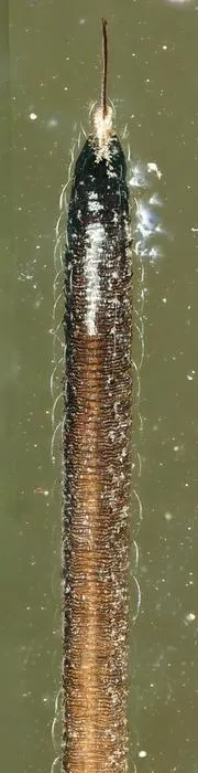 Details of the specialized proboscis in Neazoniidae
