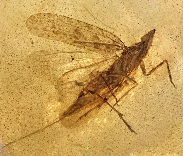 The newly described species - Cretoduros noonoo