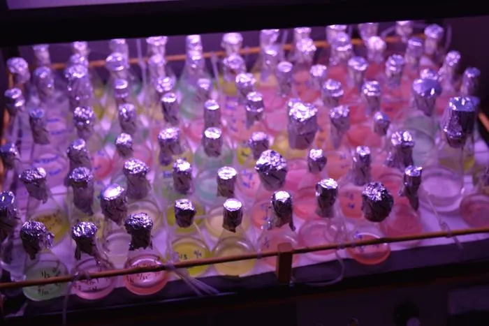 Lab cultures of picocyanos