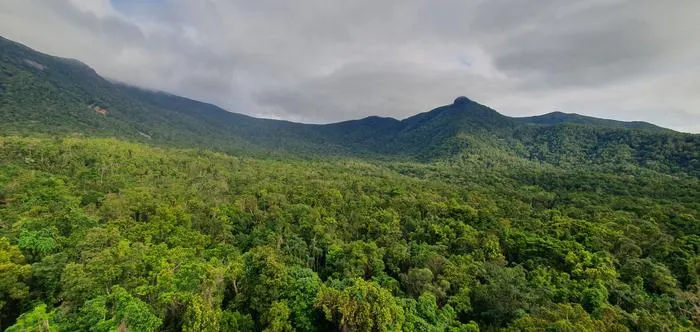 Tropical forest at Daintree Rainforest Observatory