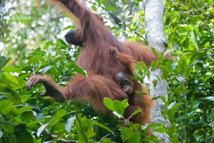 Four year old carried by mother during travel