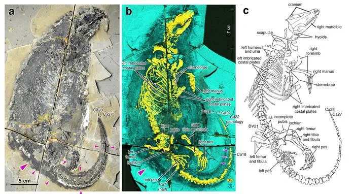 Megacauda sungei in three views: