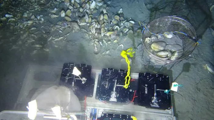 Researchers conduct deep-sea in situ transplant experiments of Archivesica marissinica at site HM-3