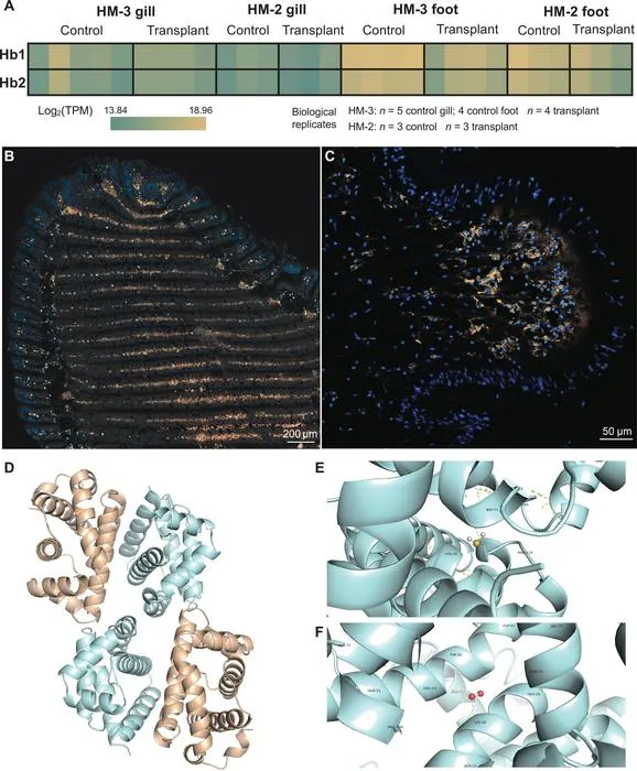The research team analyses hydrogen sulfide binding capability of clam host hemoglobin.