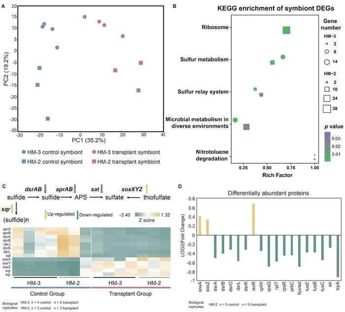 The graphic demonstrates symbiont gene expression and protein abundance changes in response to different levels of hydrogen sulfide depletion