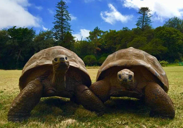 Jonathan the giant tortoise, left
