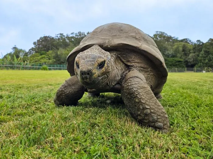 An Extremely Old Giant Tortoise Named Jonathan May Hold the Secret to a Long, Healthy Life: Study