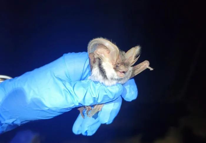 Conservation genetics of the spotted bat: Insights from ancient, historical, and modern samples