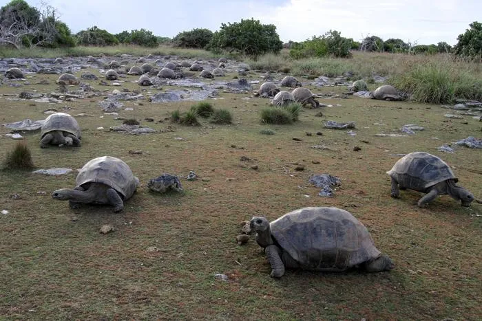 Giant tortoises on Aldabra