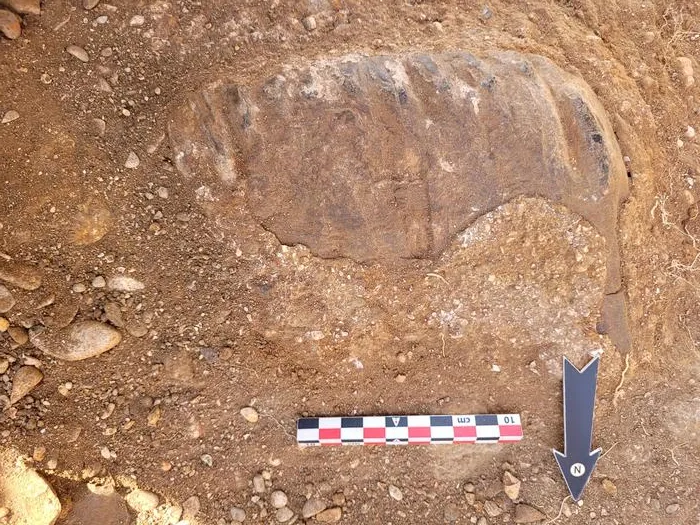 The elephant tooth as it was discovered during the excavation