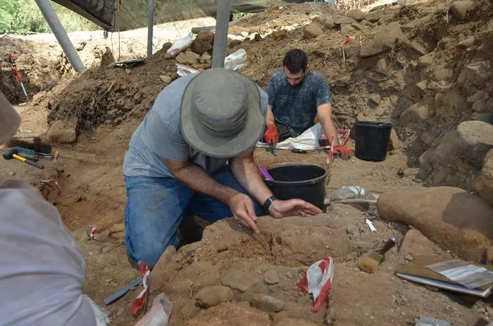 Excavation of the elephant tooth at the Hula Valley excavation site