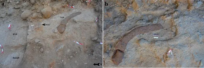 The elephant tusk and tools found within the site's archaeological layers