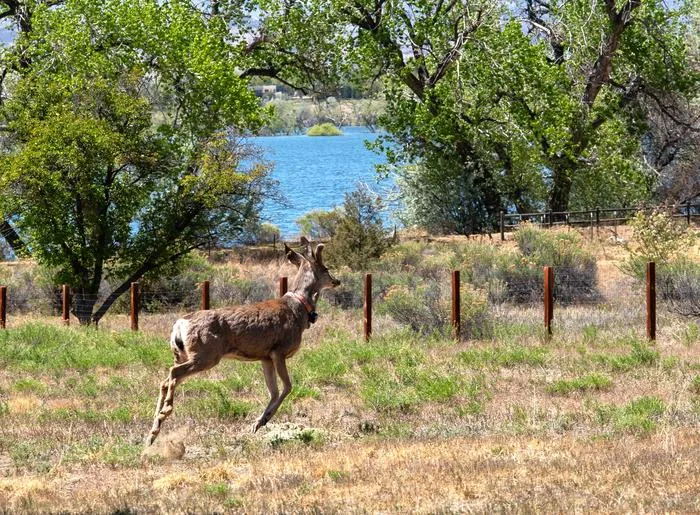 Collared deer running