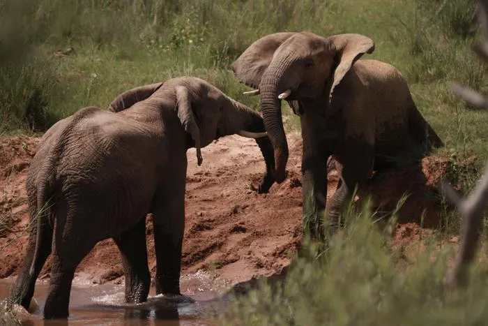 The male elephant on the right performs an Ear Flap to the other male on the left.