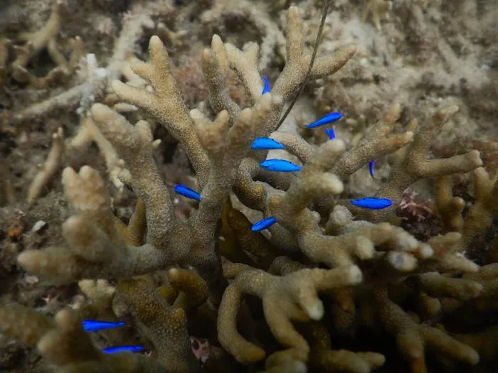 Juvenile blue damselfish