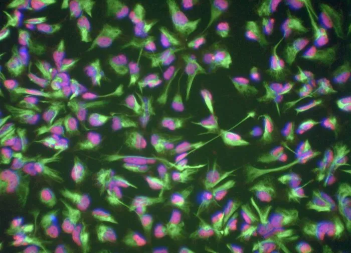 Induced neural stem cells (iNSCs)