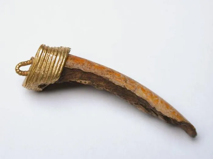 Beaver-tooth pendant