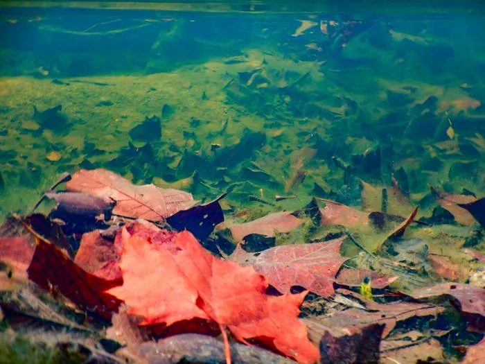 Leaf Litter