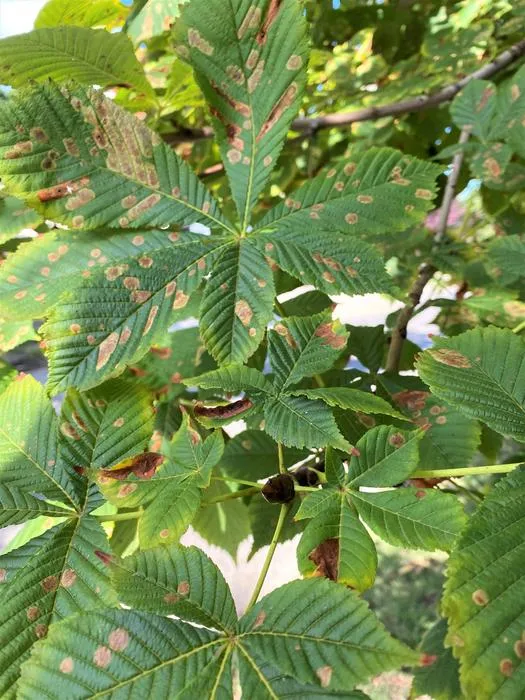 infected branch adaxial