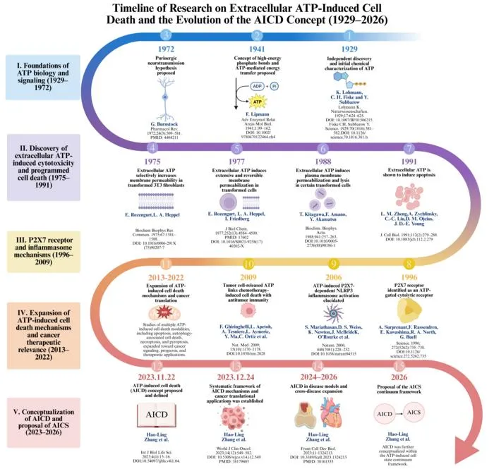 Figure 1. Timeline of research on extracellular ATP-mediated cell death and the evolution of the AICD concept (1929–2026).