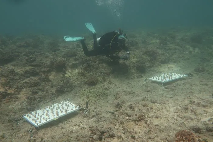 Coral Fragments