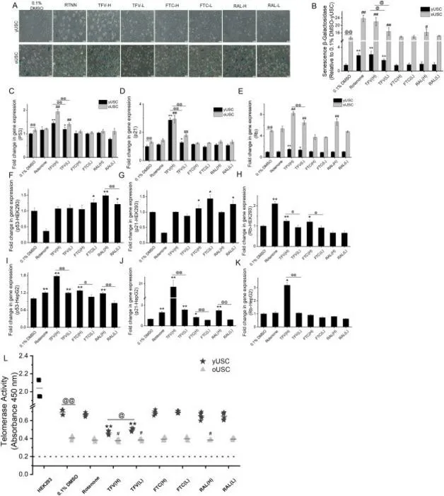 Expression of senescence and stemness in 3D-SFM cultures
