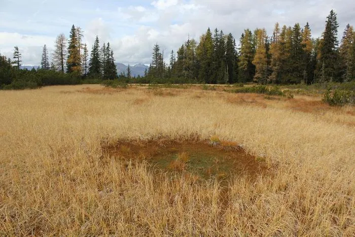 Alpine peatlands – like this one in the Lungau region of the Austrian Alps – are important carbon sinks and habitats, but they are also small, scattered and difficult to monitor.