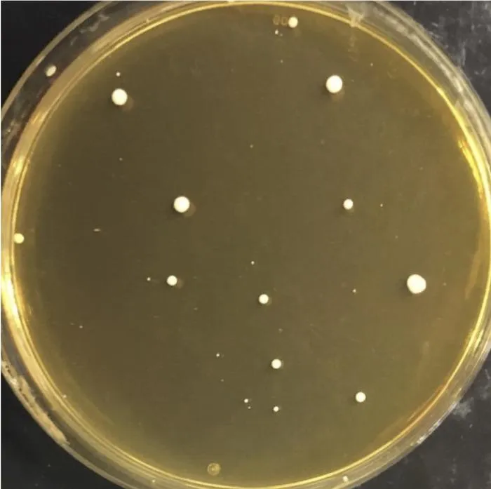 Plate showing cell growth