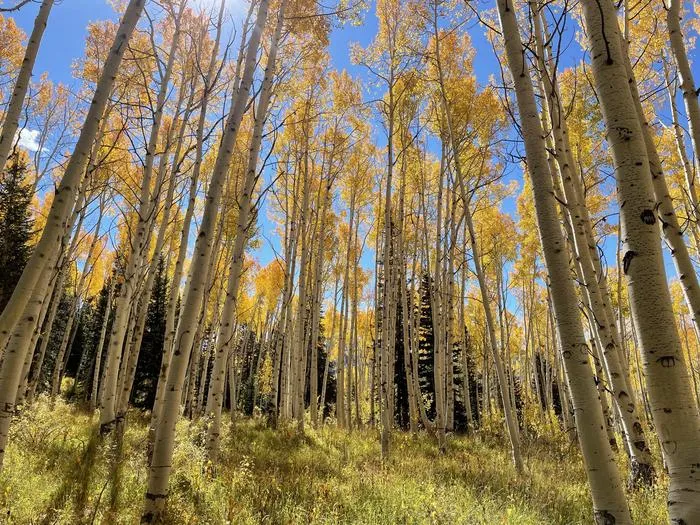 aspen forest fall