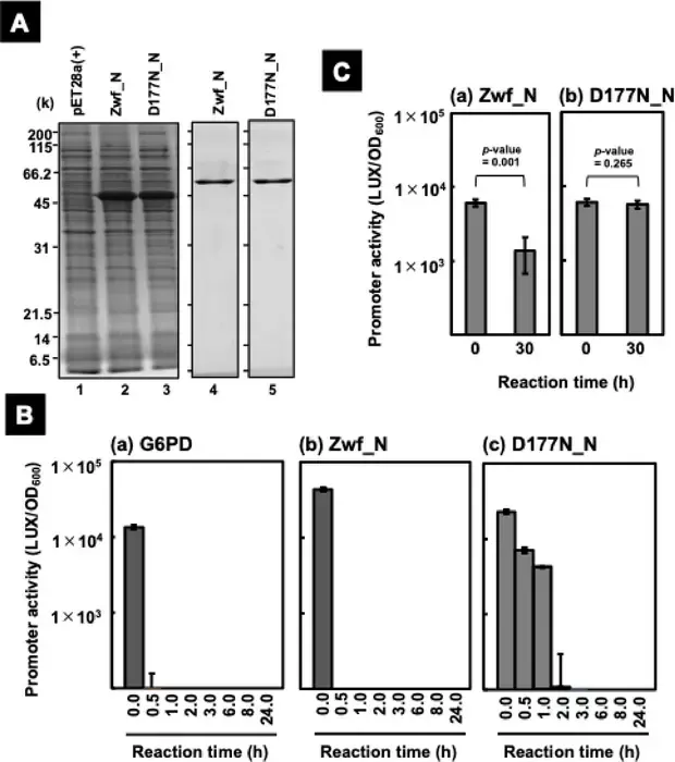 Identification of primary sensing molecule in Bifidobacterium supernatant using kinetic trap approach
