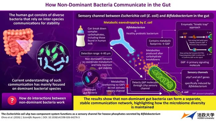 Metabolic eavesdropping by Escherichia coli on Bifidobacterium