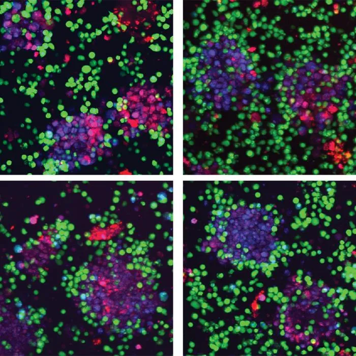 PPARD activated CAR T cells