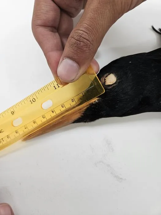 Russell Campbell measuring the Imperial Woodpecker specimen