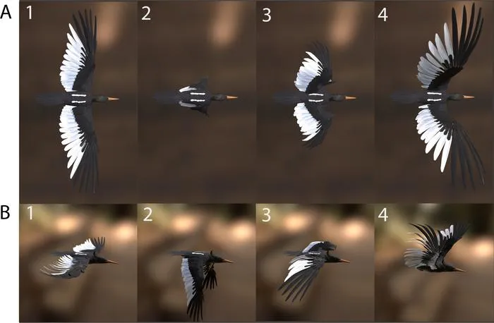 Four phases of the wingbeat cycle of C. imperialis