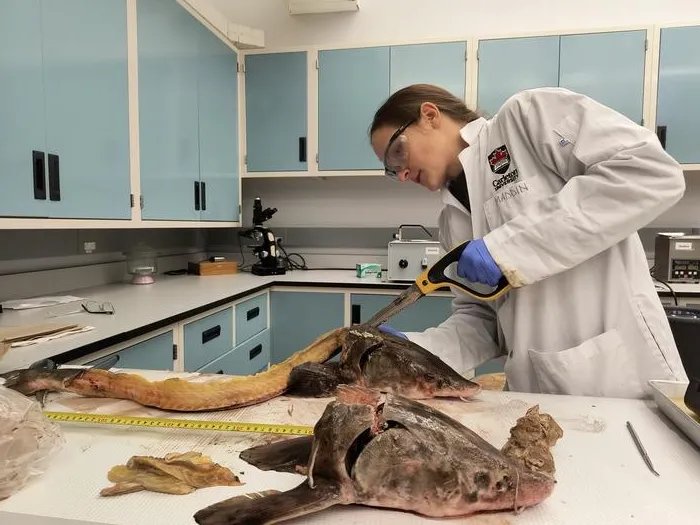 Sturgeon dissection