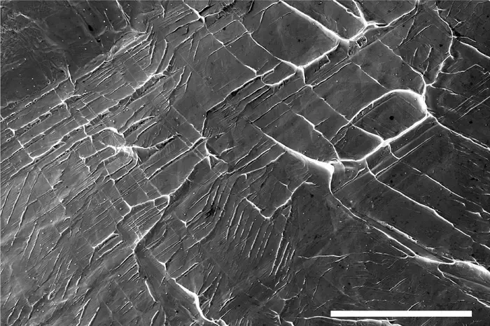 Electron microscopy image